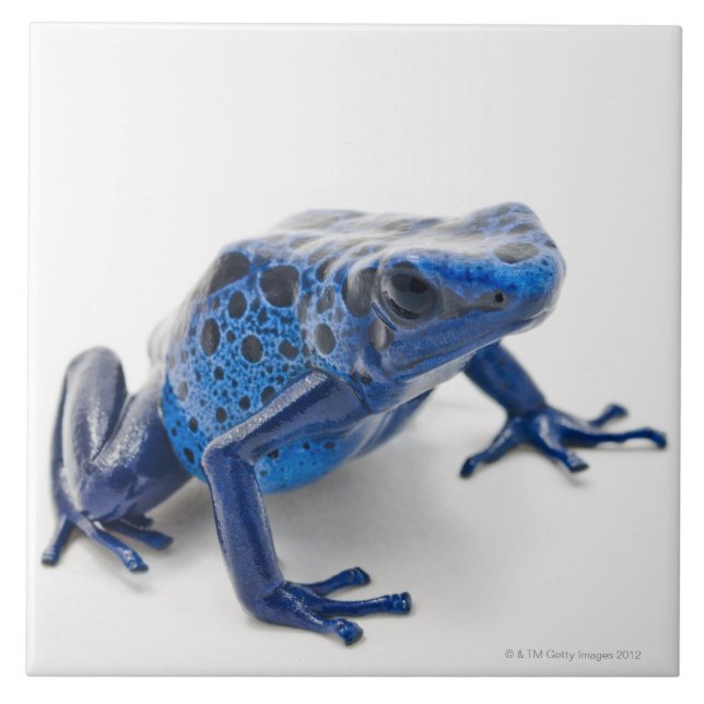 Blue Poison Dart Frog (Dendrobates Tinctorius) Ceramic Tile (Front)