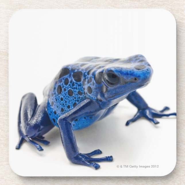 Blue Poison Dart Frog (Dendrobates Tinctorius) Drink Coaster (Front)
