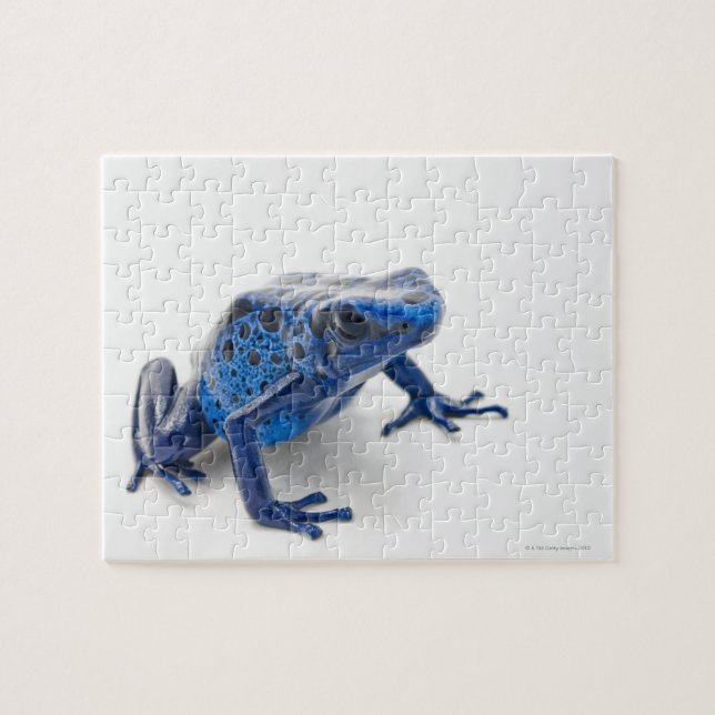 Blue Poison Dart Frog (Dendrobates Tinctorius) Jigsaw Puzzle (Horizontal)