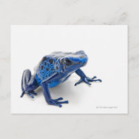 Blue Poison Dart Frog (Dendrobates Tinctorius)