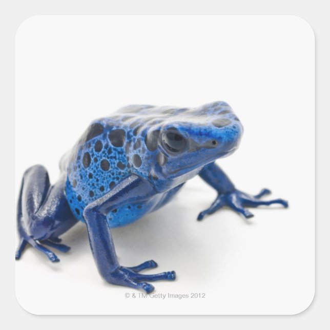 Blue Poison Dart Frog (Dendrobates Tinctorius) Square Sticker (Front)