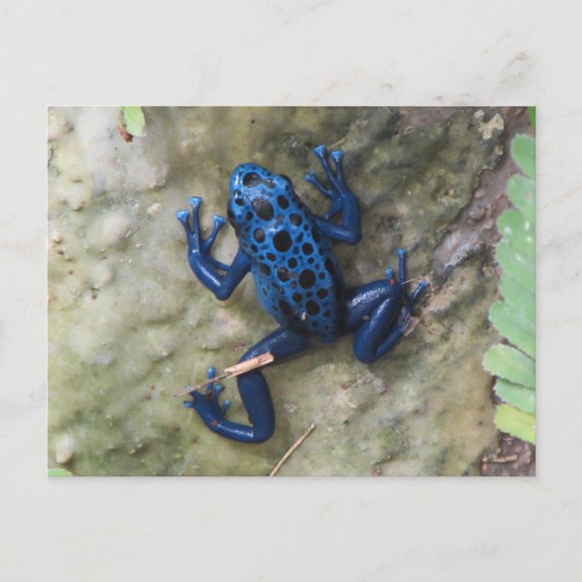 Blue Poison Dart Frog Postcard (Front)