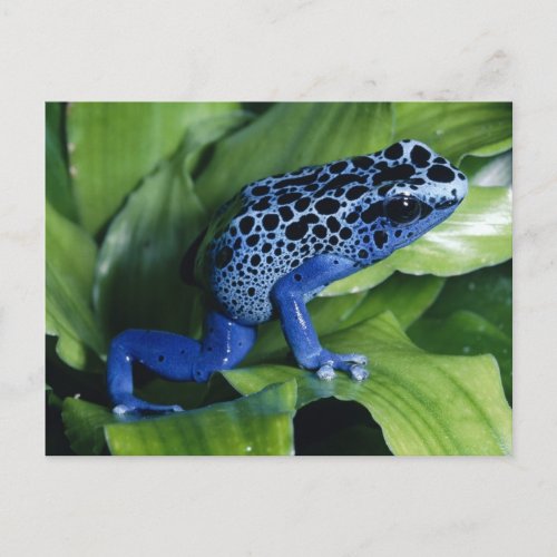 Blue Poison Dart Frog Postcard