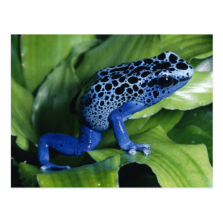 Frog Postcards | Zazzle