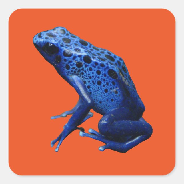 Blue Poison Dart Frog Square Sticker (Front)