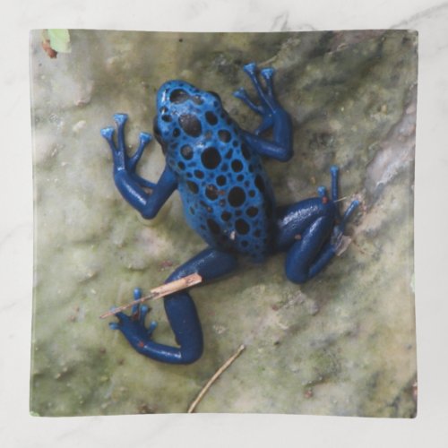 Blue Poison Dart Frog Trinket Tray