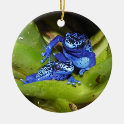 Blue Poison Dart Frogs In Leaf 1 Ceramic Ornament