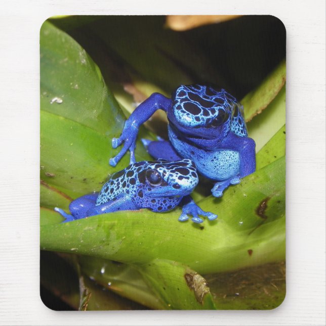 Blue Poison Dart Frogs In Leaf 1 Mouse Pad (Front)