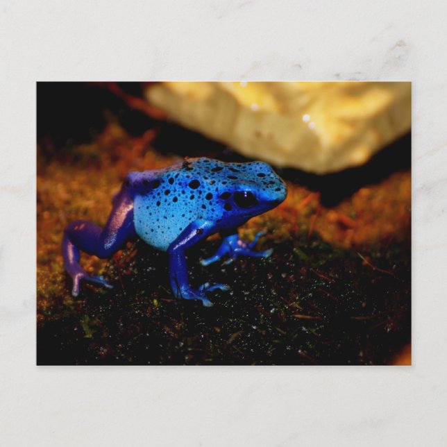 Blue Poison Frog Postcard (Front)