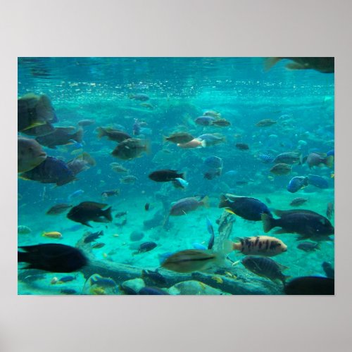 Blue pool of cichlids swimming around design poster