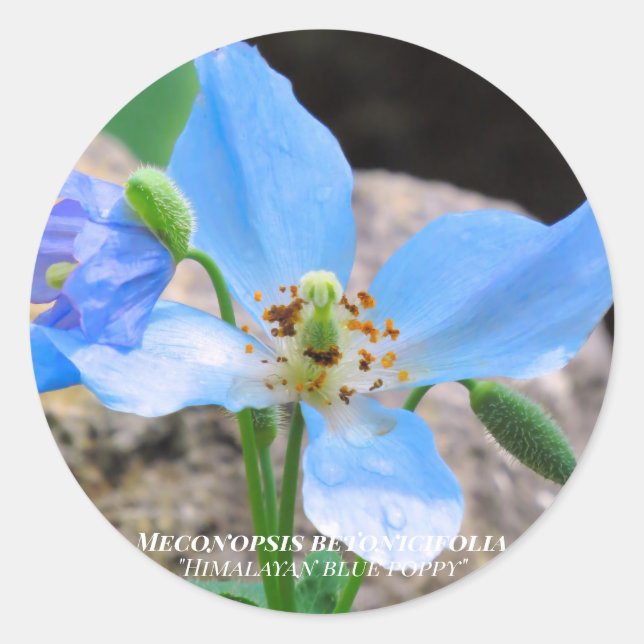 blue poppy classic round sticker (Front)
