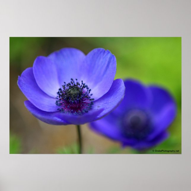 Blue Poppy Flowers Poster (Front)