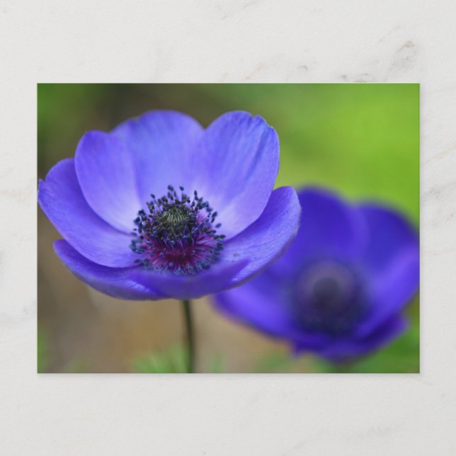 Blue Poppy Flowers Save The Date Announcement Postcard (Front)