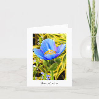 Blue Poppy Folded Note Card