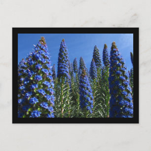 Blue Pride of Madeira Flowers Postcard