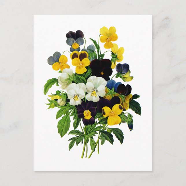 Blue Purple and Yellow Pansies By Redoute Postcard (Front)