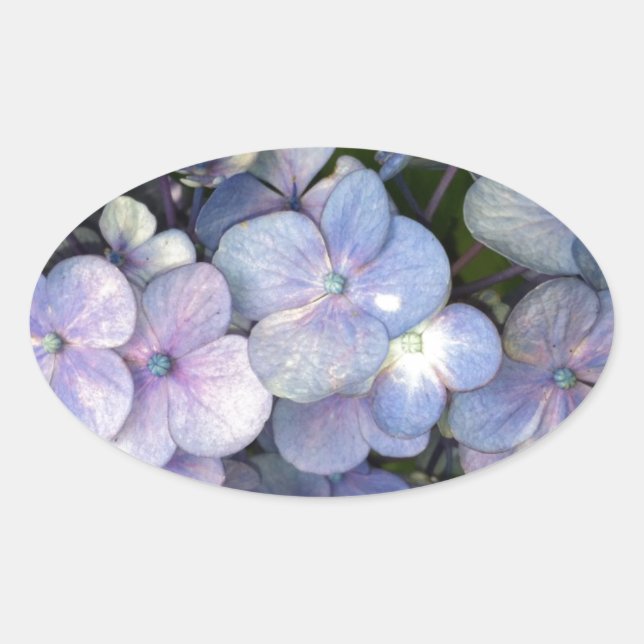 Blue Purple Hydrangea Oval Stickers (Front)