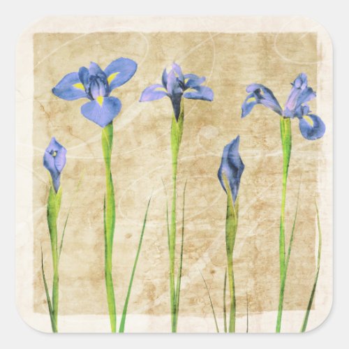 Blue Purple Iris Flowers Brown Background Floral Square Sticker