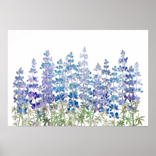 blue purple lupin flowers field horizontal  poster