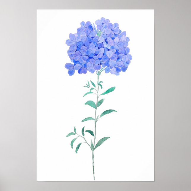 blue purple Plumbago auriculata flower water color Poster (Front)