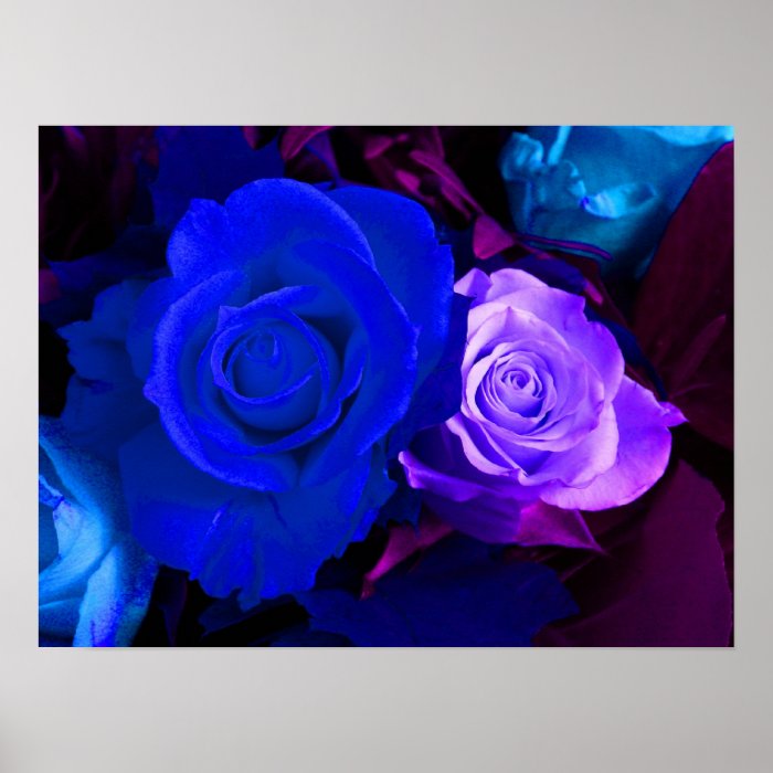 Blue Purple Rose Poster