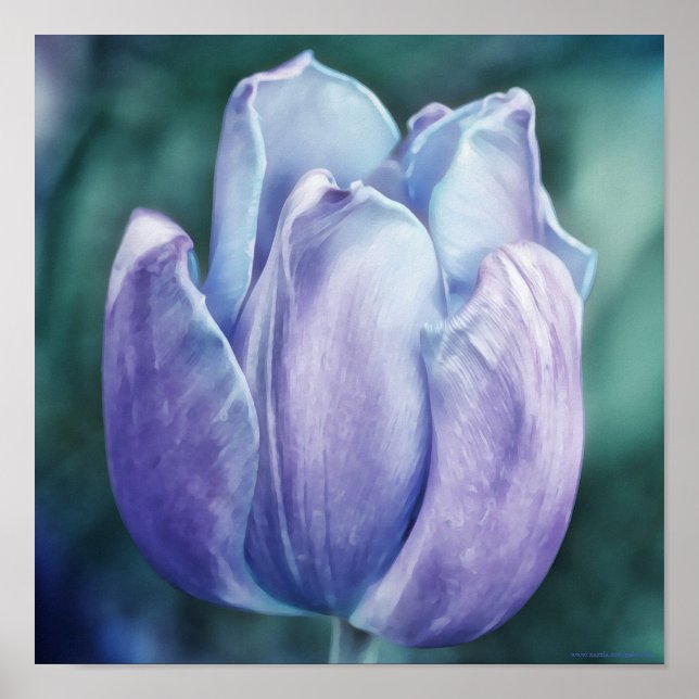 Blue Purple Tulip Photographic Art Print (Front)