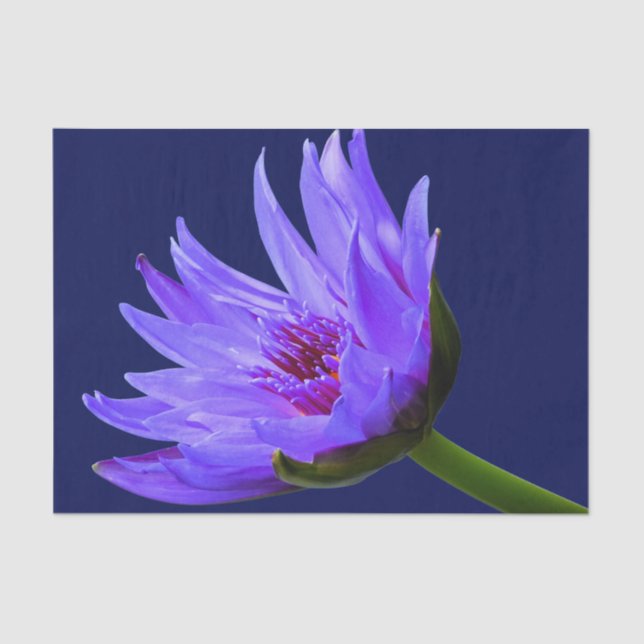 Blue Purple Water Lily Tissue Paper Gift Wrap (Front)