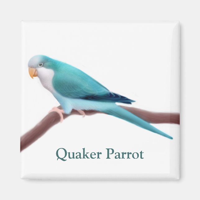 Blue Quaker Parrot Magnet (Front)
