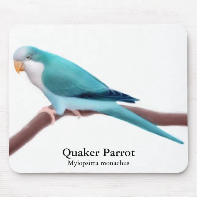 Blue Quaker Parrot Mousepad Zazzle