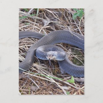Blue Racer Snake Postcard by thecoveredbridge at Zazzle