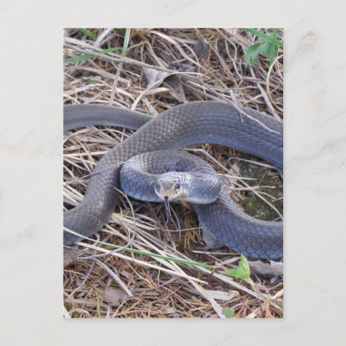 Blue Racer Snake Postcard