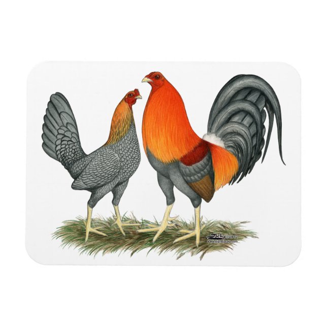 Blue Red Gamefowl Magnet (Horizontal)