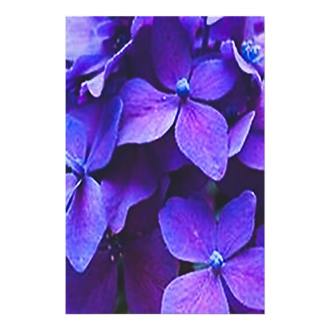 BLUE RED HYDRANGIA Photo Enlargement Print (Front)