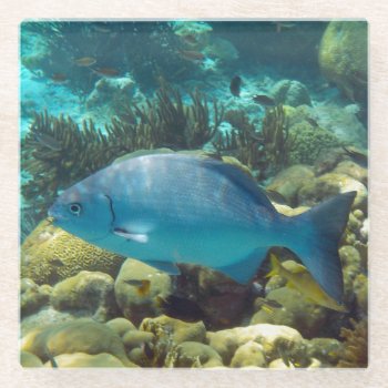 Blue Reef Fish Glass Coaster by h2oWater at Zazzle