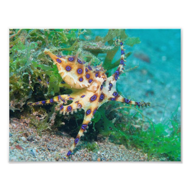 Blue Ring Octopus Photo Print (Front)