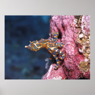 Blue Ringed Octopus Poster