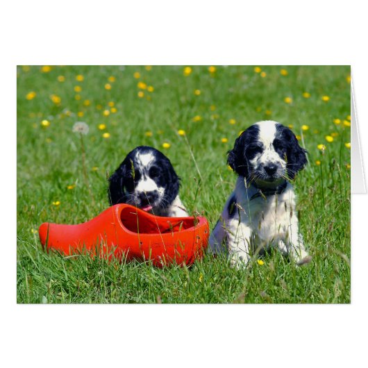 Blue Roan Cocker Spaniels (Front Horizontal)