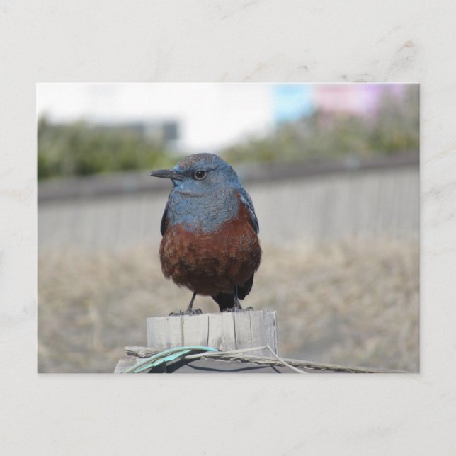 Blue Rock Thrush Postcard (Front)