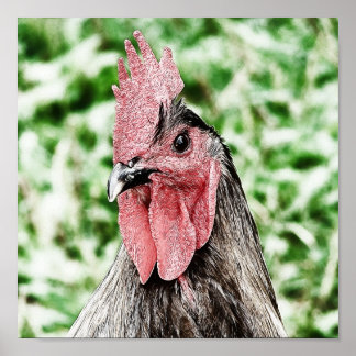 Blue Rooster Digital Art Poster