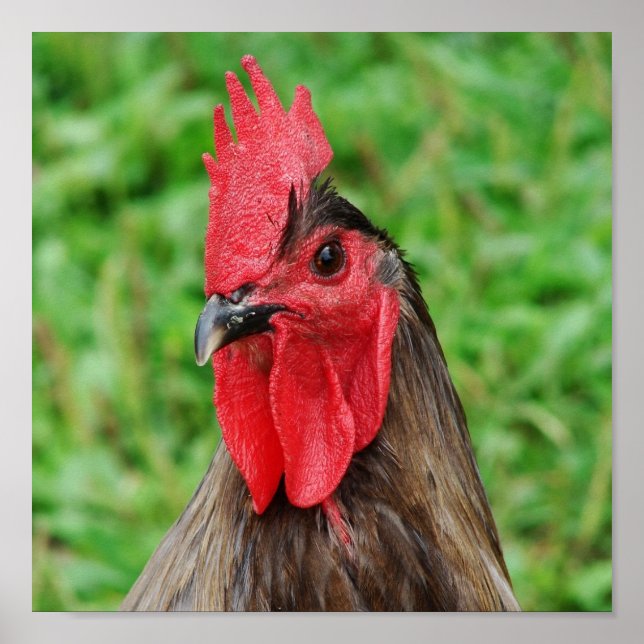 Blue Rooster Poster (Front)