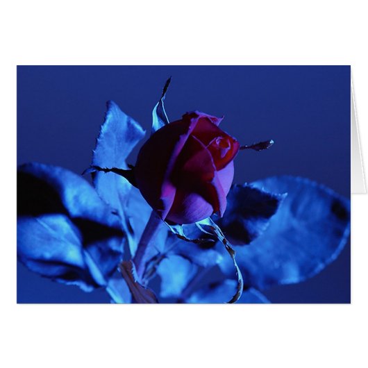Blue Rose Cards (Front Horizontal)