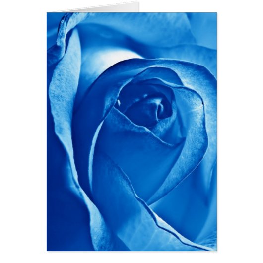Blue Rose Cards (Front)