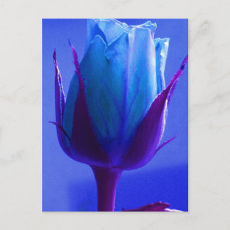 Blue Rose Delight Postcard - Customizable