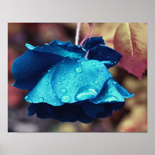 Blue Rose Lingering Raindrops Flower Art Poster