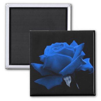 Blue Rose Magnet by kokobaby at Zazzle