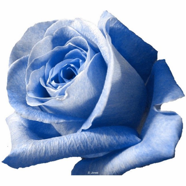 Blue Rose Photo Sculpture (Front)