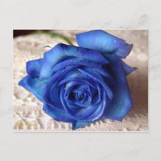 Blue Rose Postcard