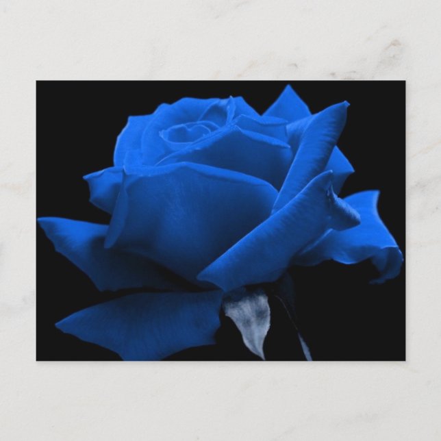 Blue Rose Postcard (Front)