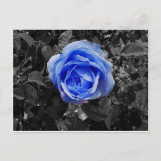 Blue Rose Postcard