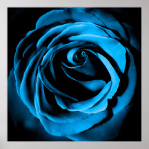 Blue Rose